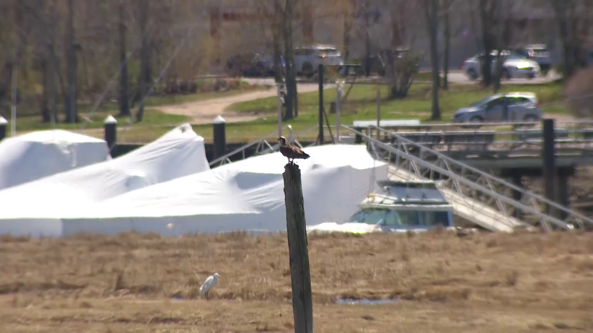 National Grid moves Quincy osprey nest to protect substation, birds