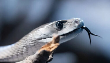 A Man Has Let Hundreds of Venomous Snakes Bite Him on Purpose, Now His Blood Is Being Used for Lifesaving Treatments