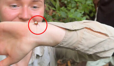 Aussie adventurer 'holds breath' while taking world-first image of rare creature