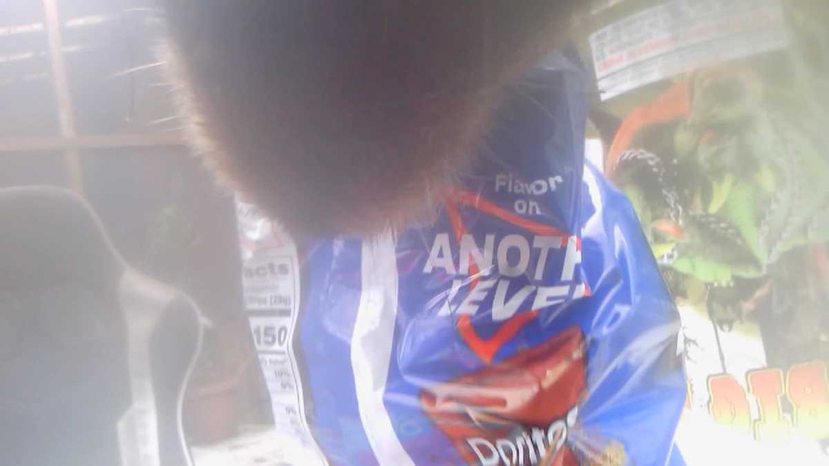 Bear cam shows Connecticut bear stealing Doritos