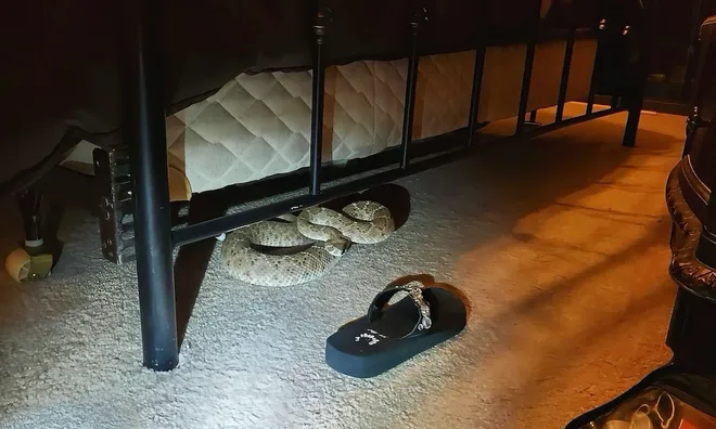 Rattlesnake under bed ... in Arizona.