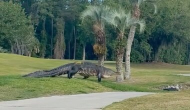 Massive 'dinosaur gator' spotted on Florida golf course