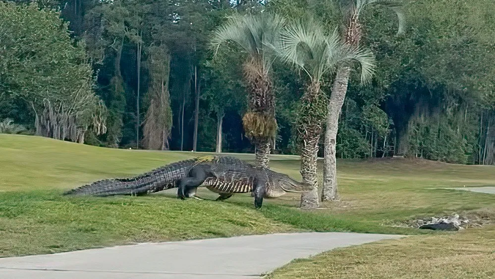 Massive 'dinosaur gator' spotted on Florida golf course