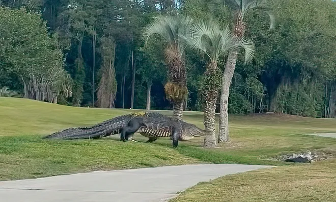 Enormous alligator on Florida golf course.