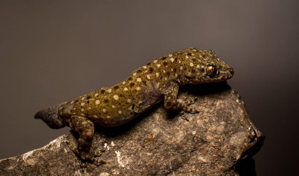 Gehyra sp.