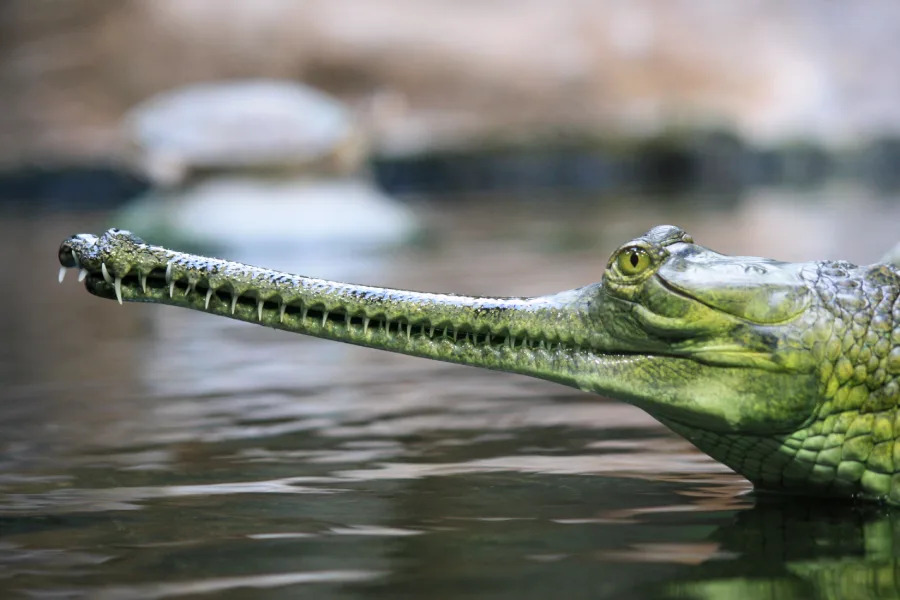 A close-up of a gharial, a crocodilian with a long, narrow snout, partially submerged in water. Its greenish scales and sharp eyes are visible, with a blurred background.
