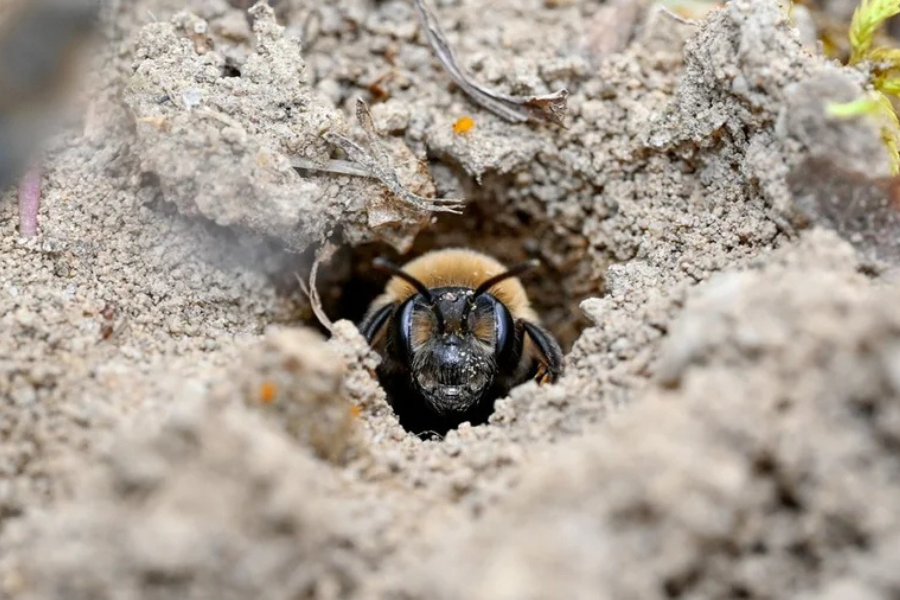 Researchers at Cornell University found that East Lawn Cemetery in Ithaca, New York, is home to an estimated 5.5 to 5.6 million ground-nesting bees, making it one of the largest, and possibly oldest, known bee aggregations ever recorded