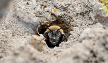 More than 5 million bees found living under a New York cemetery - one of the largest recorded colonies ever