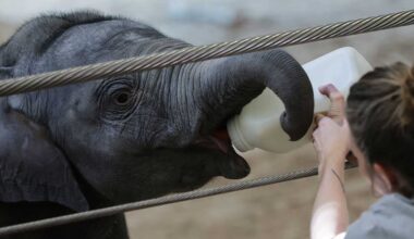 First baby elephant born at the National Zoo in over two decades making public debut