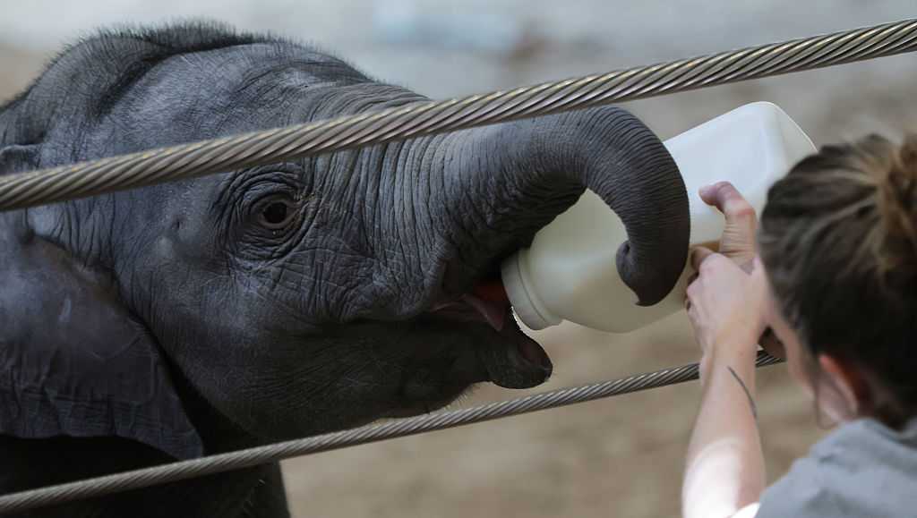 First baby elephant born at the National Zoo in over two decades making public debut