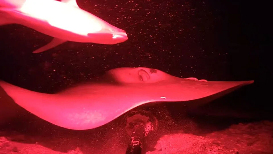 A sea creature swims in the dark depths of the ocean. .