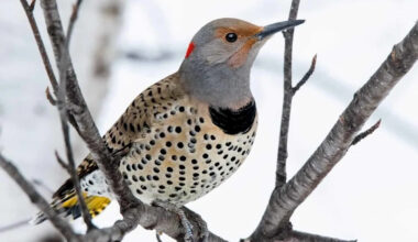 A Snake Invades a Woodpecker’s Nest and Loses the Fight