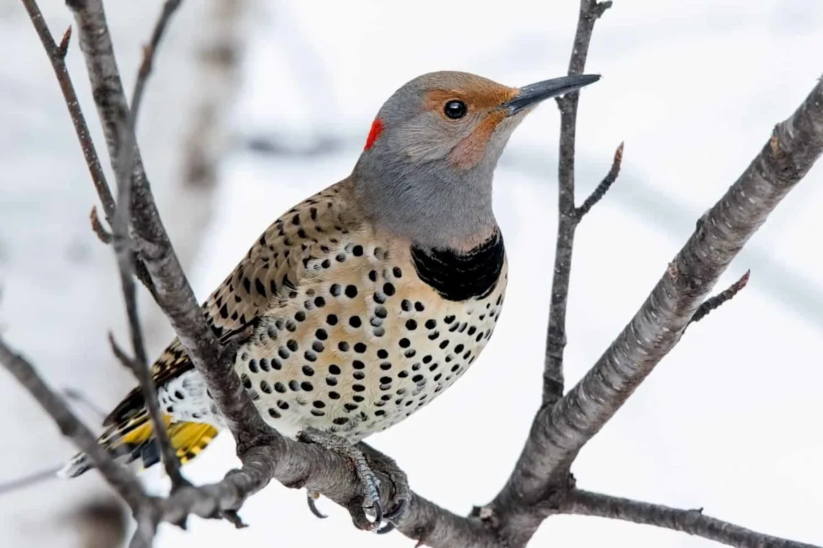 A Snake Invades a Woodpecker’s Nest and Loses the Fight