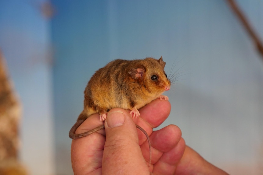 A Mountain Pygmy Possum balances on a man's hand.