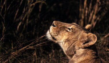 Tripod the three legged lioness