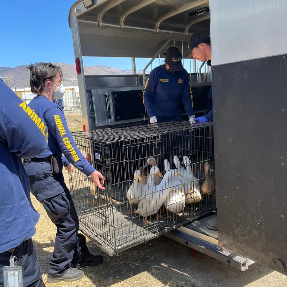 Nearly 500 ducks suddenly need homes as rescue sanctuary, Howard Berkowitz “the ducks sanctuary” closes. Instagram/@riversidecountyanimalservices
