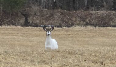 Rare piebald deer, not albino, spotted in southern Maine