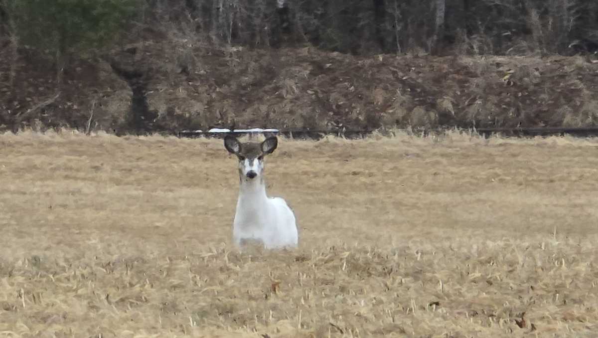 Rare piebald deer, not albino, spotted in southern Maine