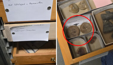 Museum display found to be entirely new species after 26 years: 'Difficult to decipher'