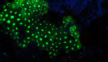 A Creature That Blinks Green When It Feels Threatened