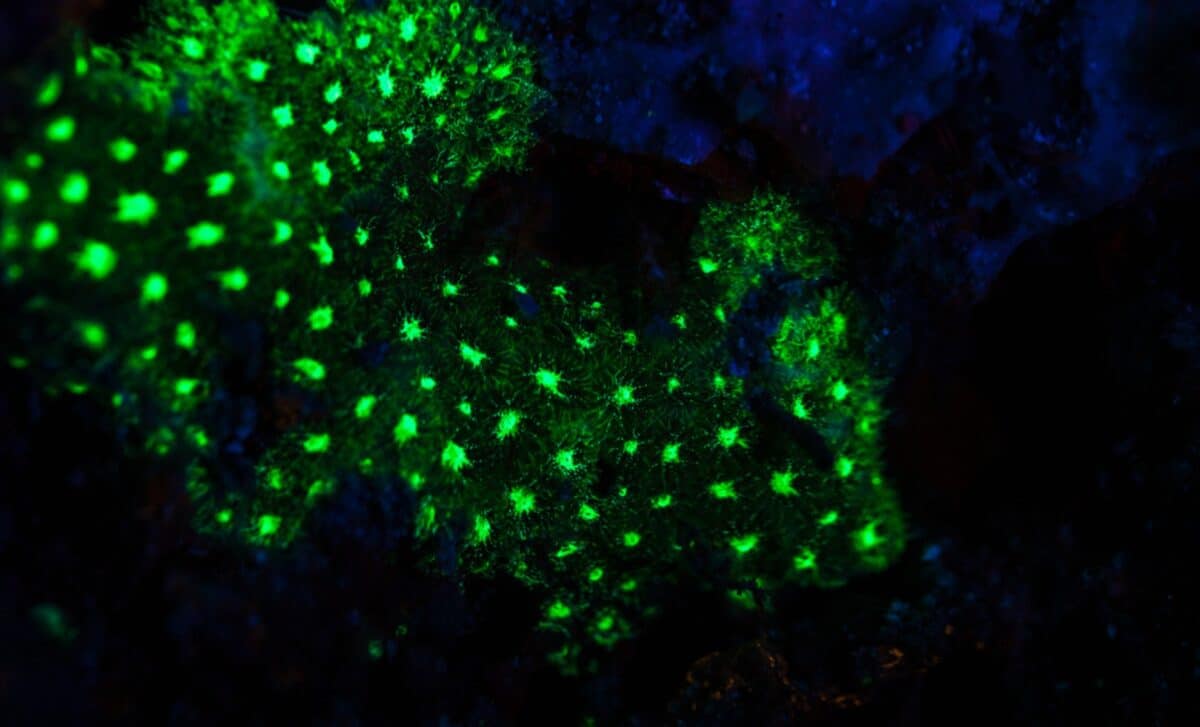 A Creature That Blinks Green When It Feels Threatened