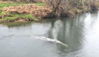 No joke: Juvenile whale swims up Willapa River in SW WA