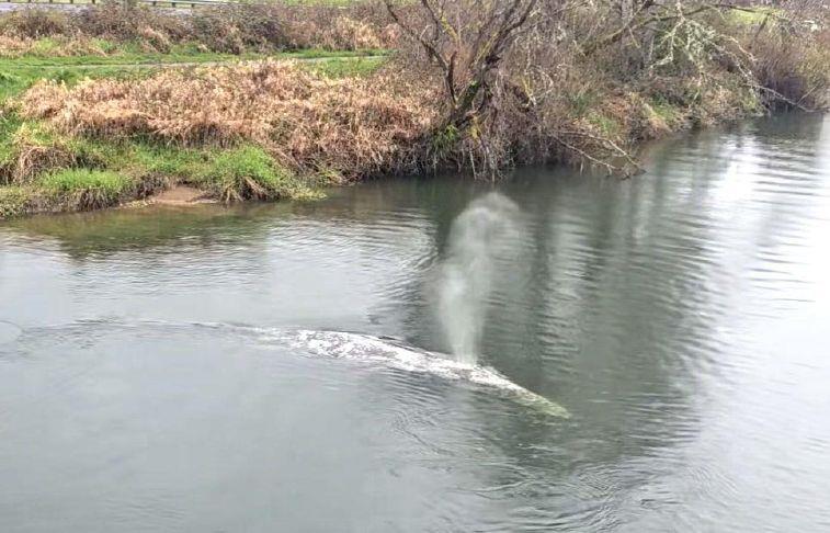 No joke: Juvenile whale swims up Willapa River in SW WA