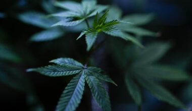 State medical marijuana programs must follow the science