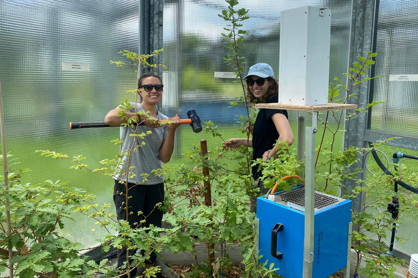 Researchers Arianna Milano (left) and Alyssa Kullberg work in the Swiss lab where they tracked how leaves of beech and oak trees respond to global warming. Credit: Charlotte Grossiord
