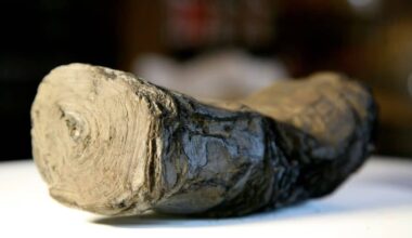 Artificial Intelligence Just Cracked The Text Of A Burned Papyrus That Would Crumble If Touched