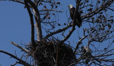 Everything we know about the Shelley Lake Bald Eagle family :: WRAL.com