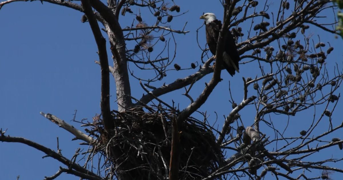 Everything we know about the Shelley Lake Bald Eagle family :: WRAL.com