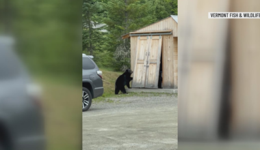 Vermont Fish and Wildlife reminds residents to be bear aware