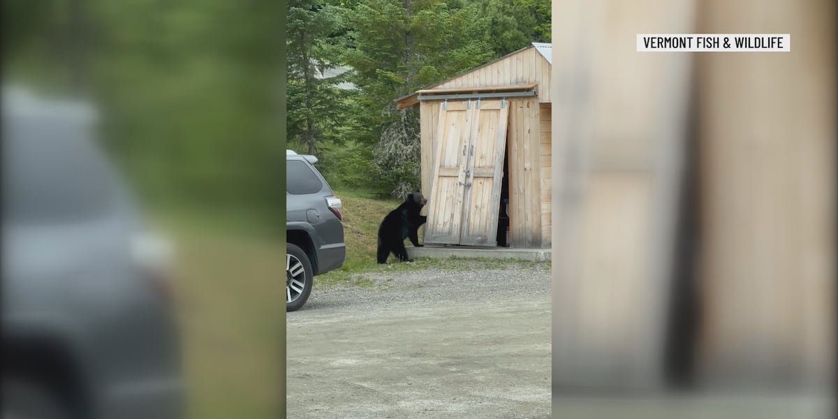 Vermont Fish and Wildlife reminds residents to be bear aware