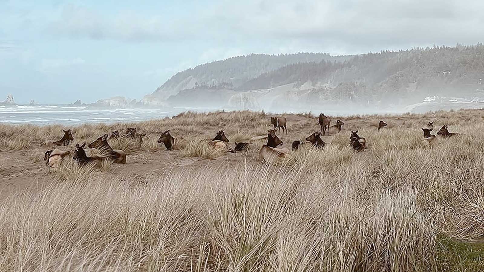 Mobs of elk enjoy handing out on or near that beach near the tiny town of Cannon Beach, Oregon.