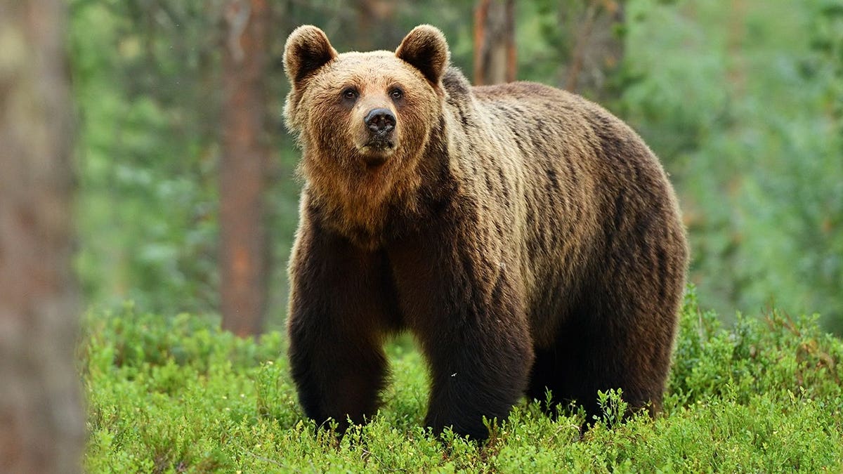 Portrait of a bear