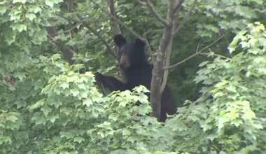 State officials expanding 'Bear Aware' campaign to Triangle as bears moves closer to Piedmont :: WRAL.com