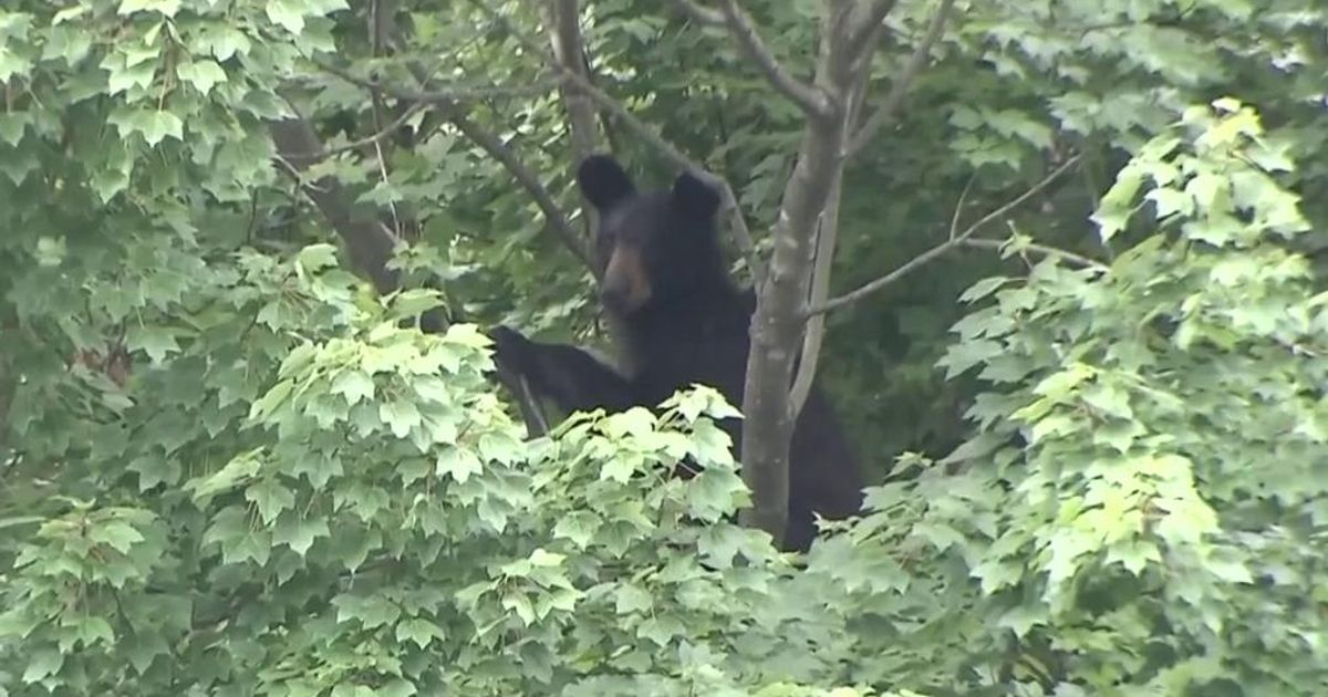 State officials expanding 'Bear Aware' campaign to Triangle as bears moves closer to Piedmont :: WRAL.com