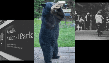 Bears are becoming a more common sight on MDI