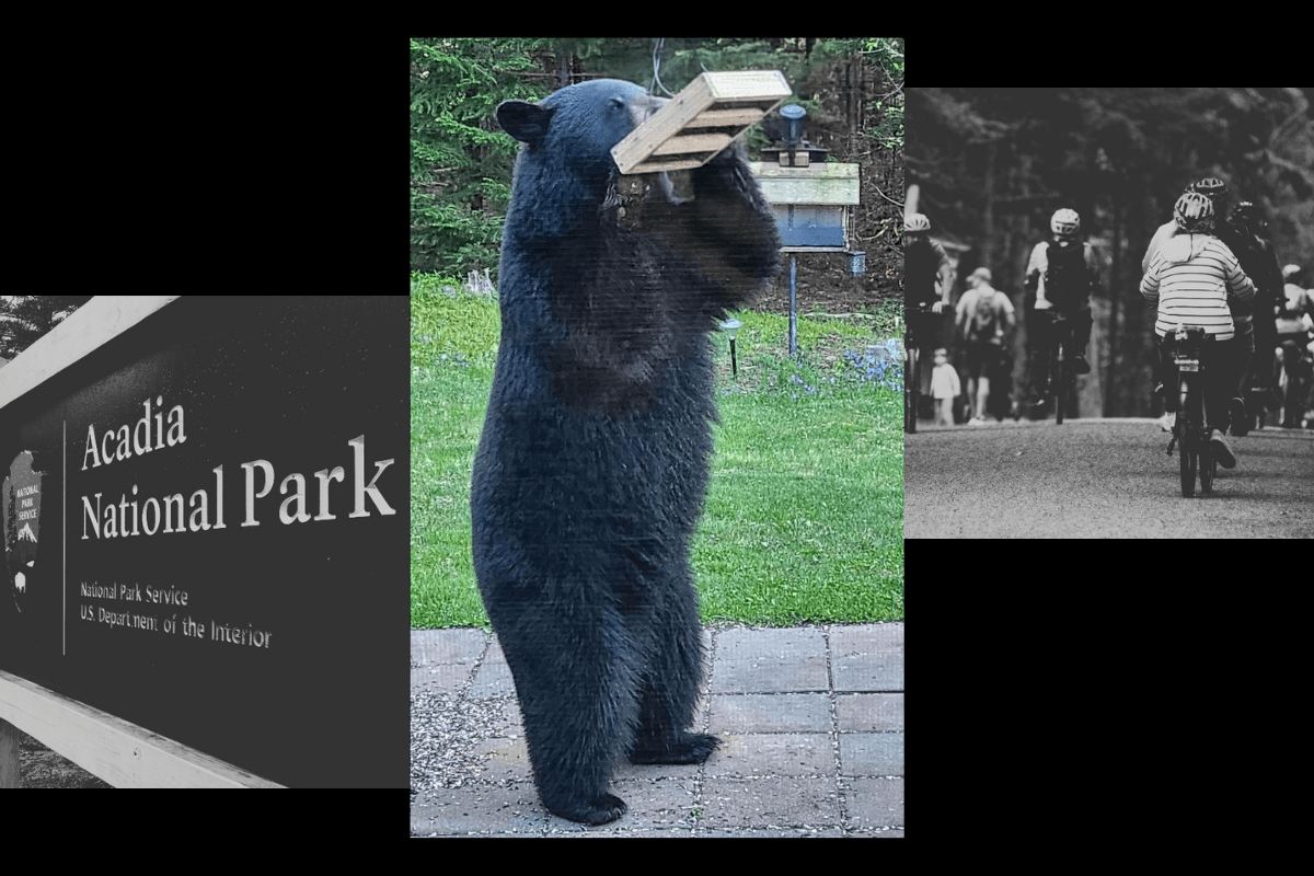 Bears are becoming a more common sight on MDI