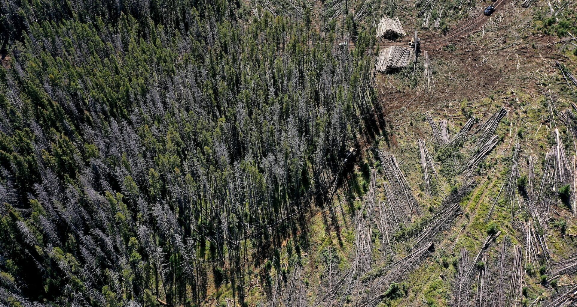 Trump wants to take an ax to the East's last great forests