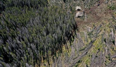 Trump wants to take an ax to the East's last great forests