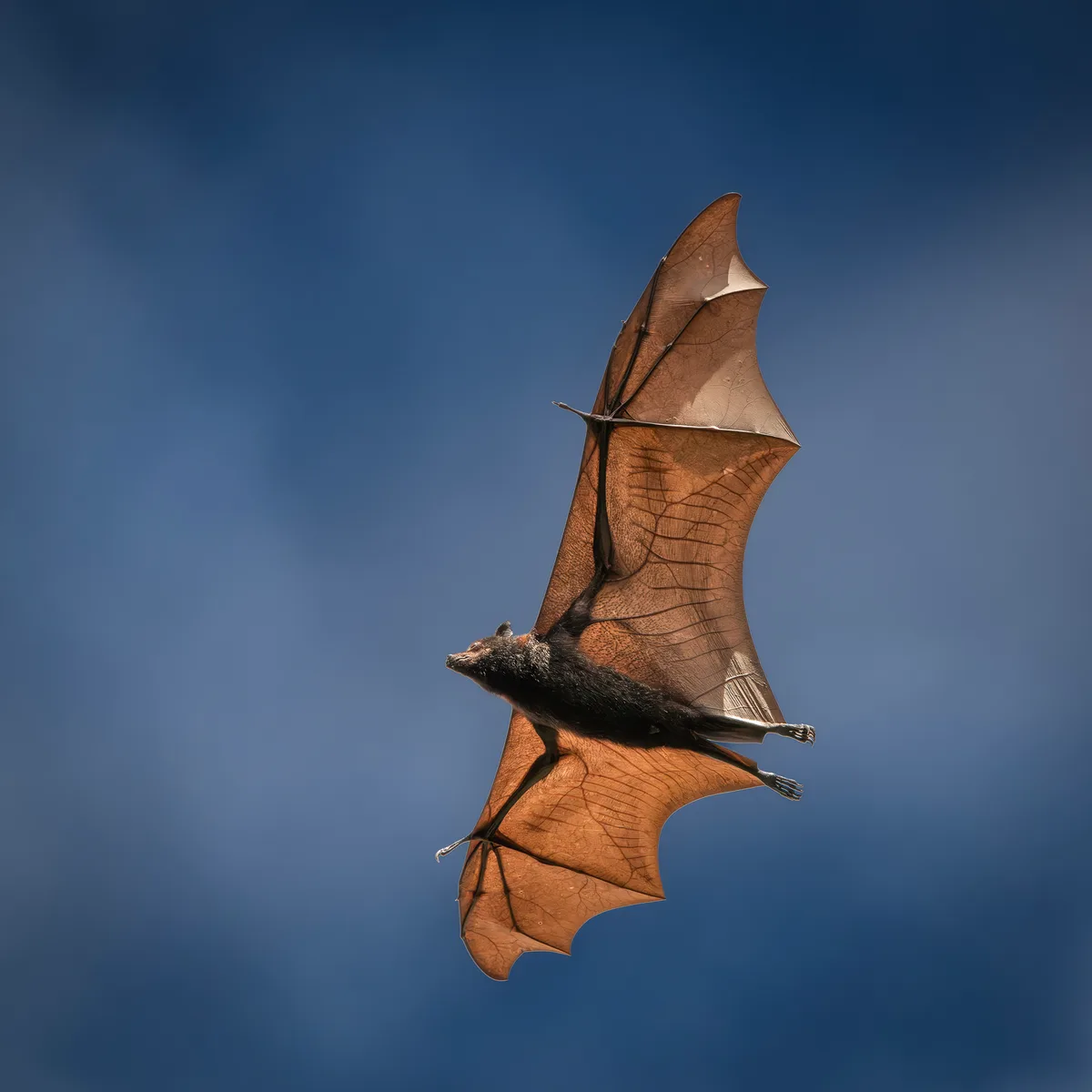 Black flying fox
