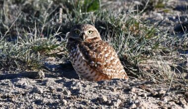 A burrowing owl hangs out near a sage grouse lek in northeast Idaho in April 2026.