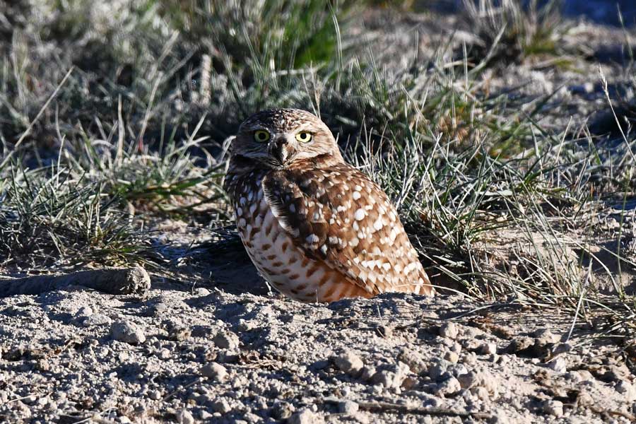 A burrowing owl hangs out near a sage grouse lek in northeast Idaho in April 2026.