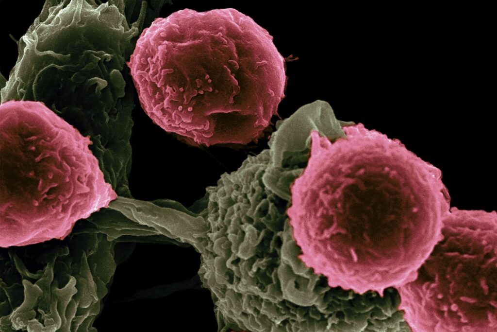 An illustration showing reprogrammed immune cells attacking cancer cells.