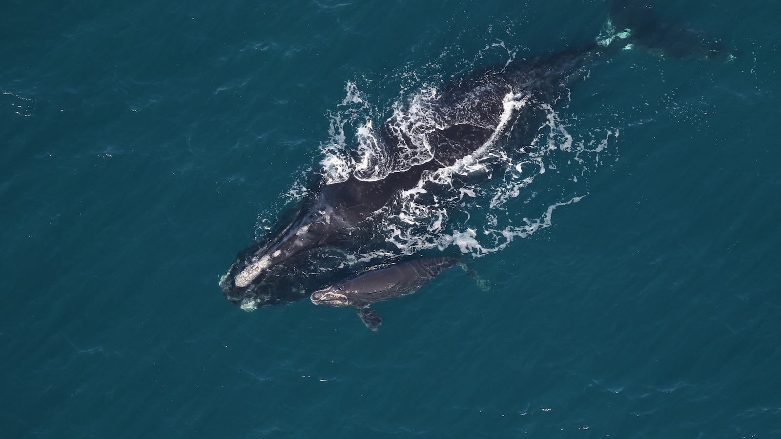 North Atlantic right whale and her calf