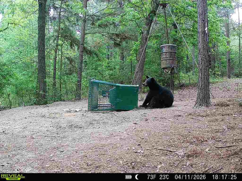 Black bear spotted in Anderson County