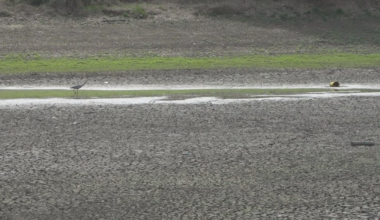 Wildlife encounters could increase with continued drought conditions, local experts say