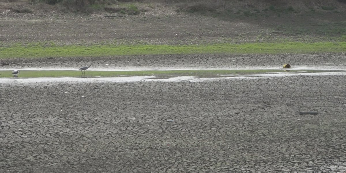 Wildlife encounters could increase with continued drought conditions, local experts say